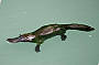 Platypus