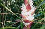 Dragon Heath flowers October/November