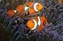 The true Nemo can be found at Osprey Reef