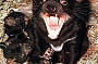 Tasmanian Devil