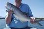 Blue Salmon