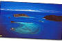 The Great Barrier Reef