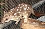 See the endangered Northern Quolls