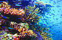 Abundant fish and marine life