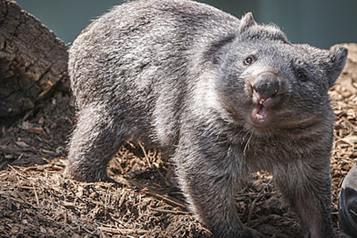 Bonorong Wildlife Park, Mt Wellington Summit & Tasmanian Devils Day