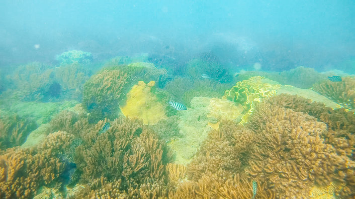 Sandy Straits Reef