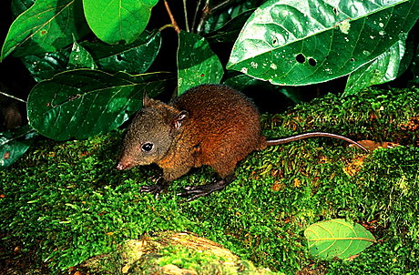 The Prehistoric Musky-Rat Kangaroo