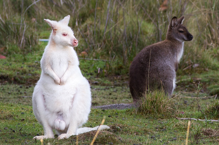 White Wallaby in the WILD
