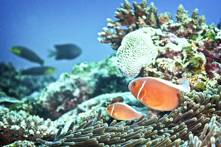 Fish hiding amongst the corals