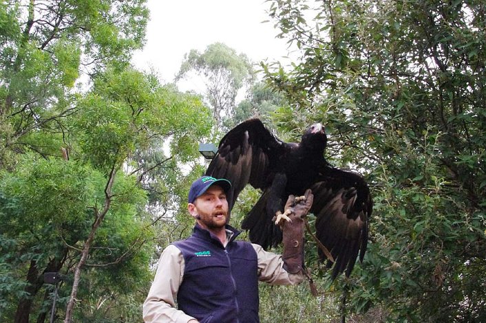Wedge Tailed Eagle in Spirits of the Sky Show.