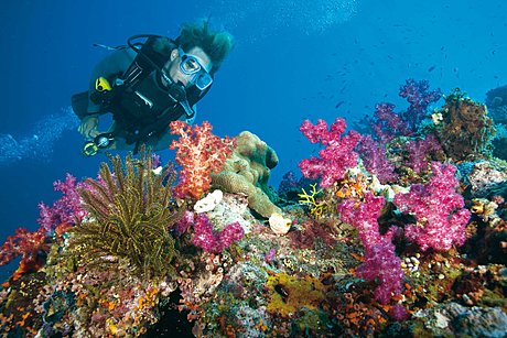 Enjoy up to 3 certified dives and intro diving