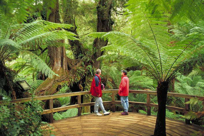 Explore the ancient wonders of the Great Otway National Park