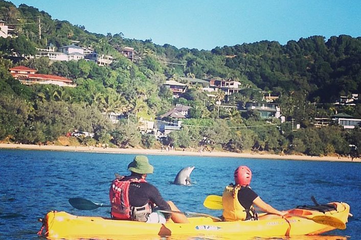 Dolphin on a Kayak Spotting Tour