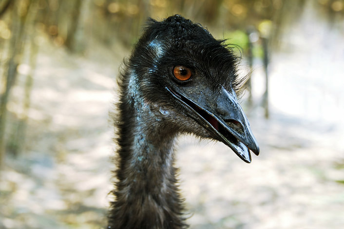 Meet an emu & hand-feed them if you dare!