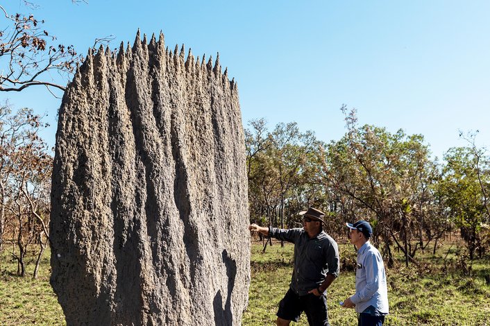 Magnetic termite Mounds - endemic species