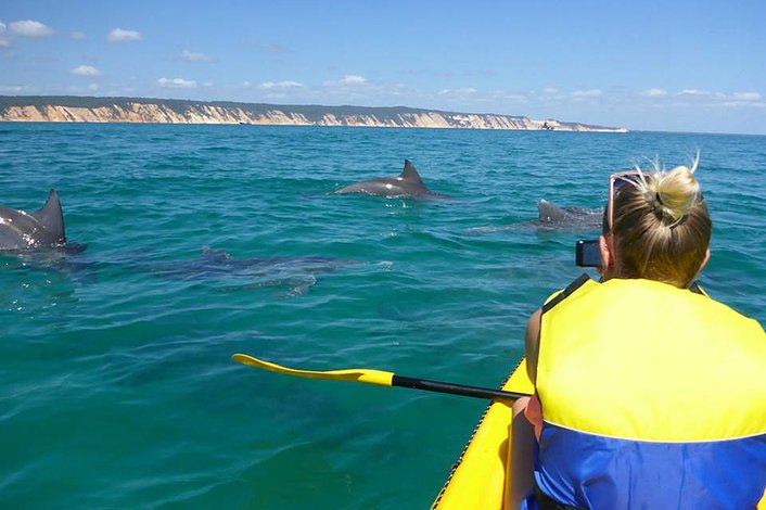 Wild dolphins playing around the kayaks