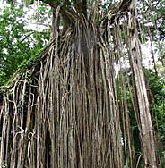 Over 500 year old Curtain Fig tree