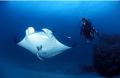 Manta Rays frequent the Reef