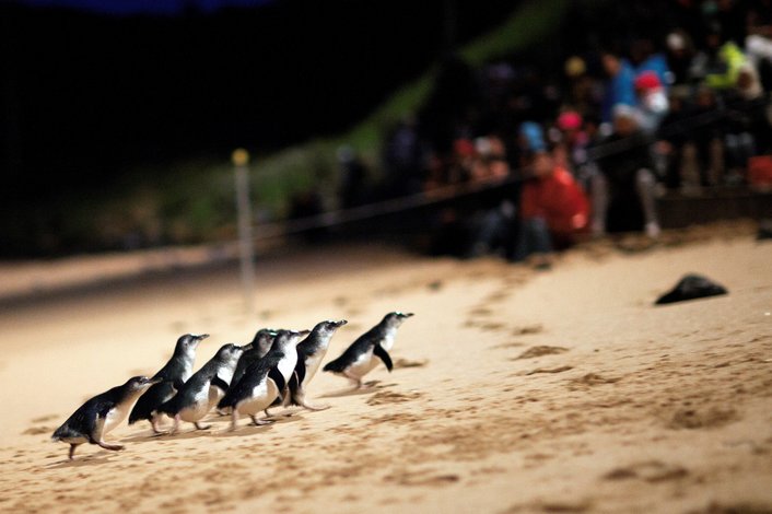 Watch the penguins cross the beach just after dusk