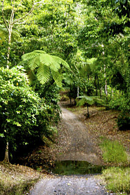 Amazing rainforest tracks