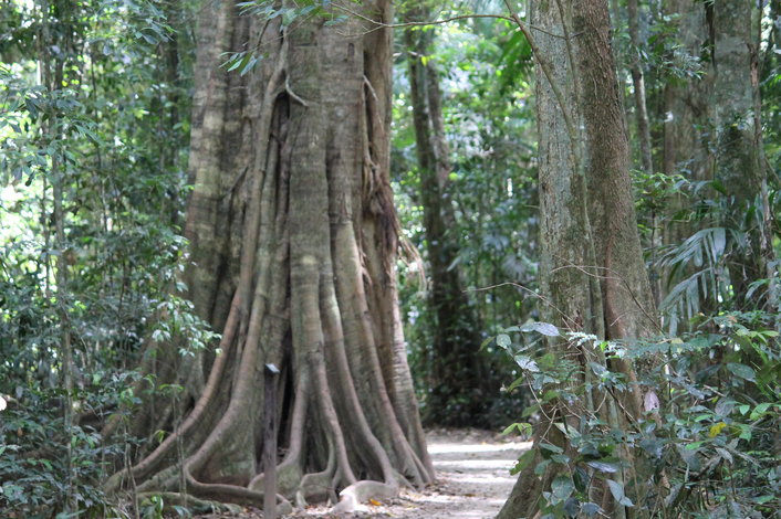 Rainforest Walk