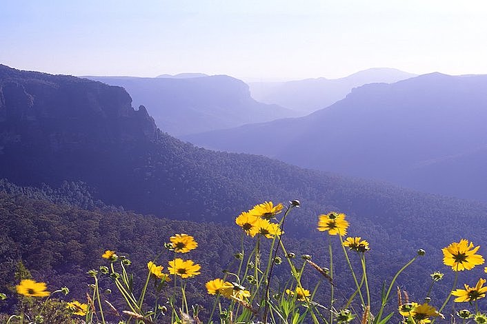 Flowers and the Blue Mountains