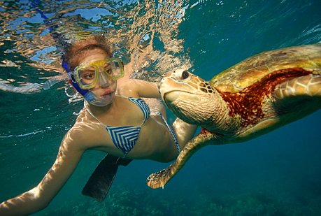 Snorkelling with a Turtle at Moore reef near Cairns