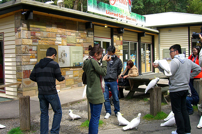 Bird feeding at Grants Reserve