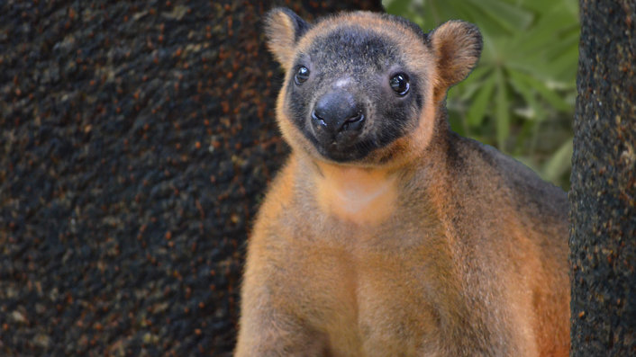 Tree Kangaroo at Wildlife Habitat