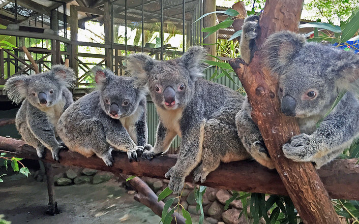 Koala and Wildlife Park 