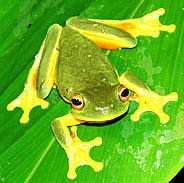 Green tree Frogs