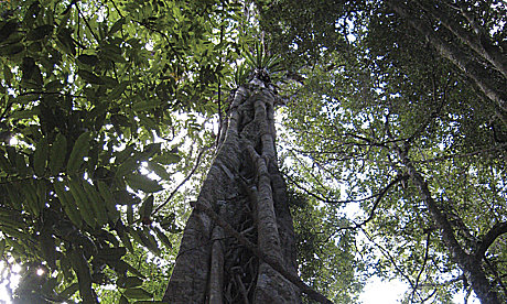 Ancient antarctic beech trees