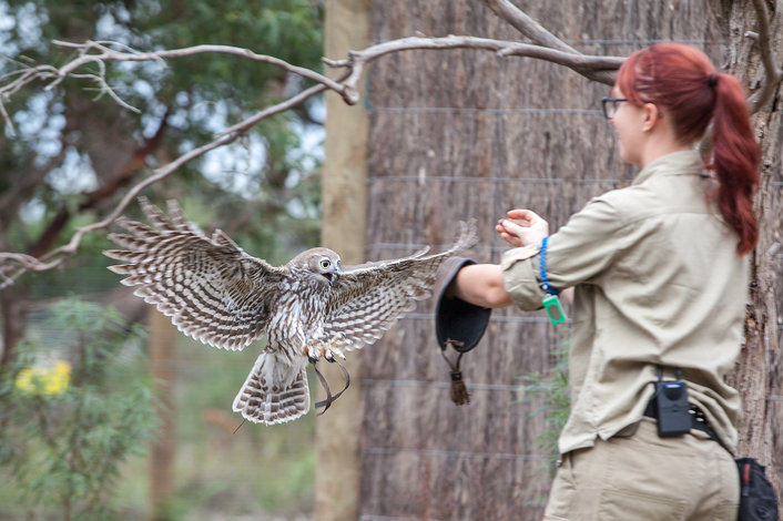 The Conservation in Action Show at Moonlit Sanctuary