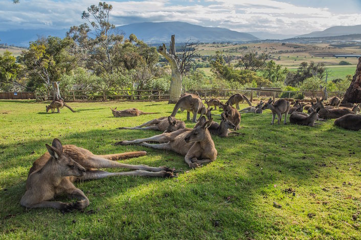 Bonorong - Hand feed Kangaroos