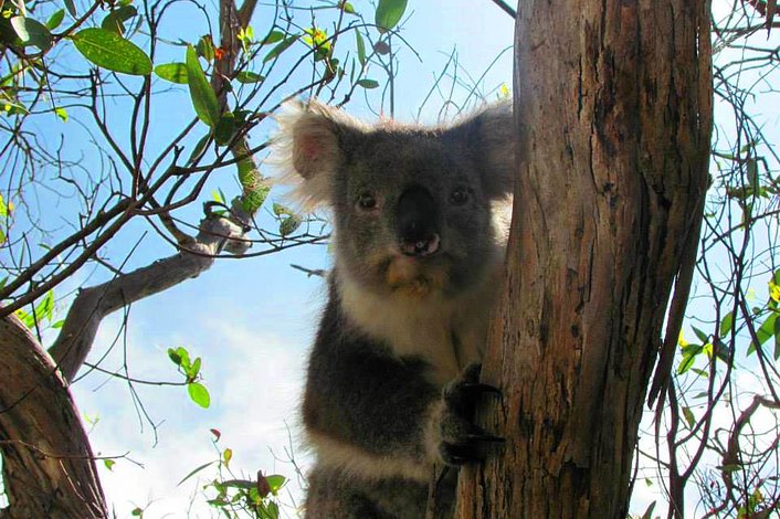 Koala's at Kennett River