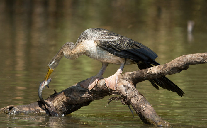 Lunch time for the Australasian Darter