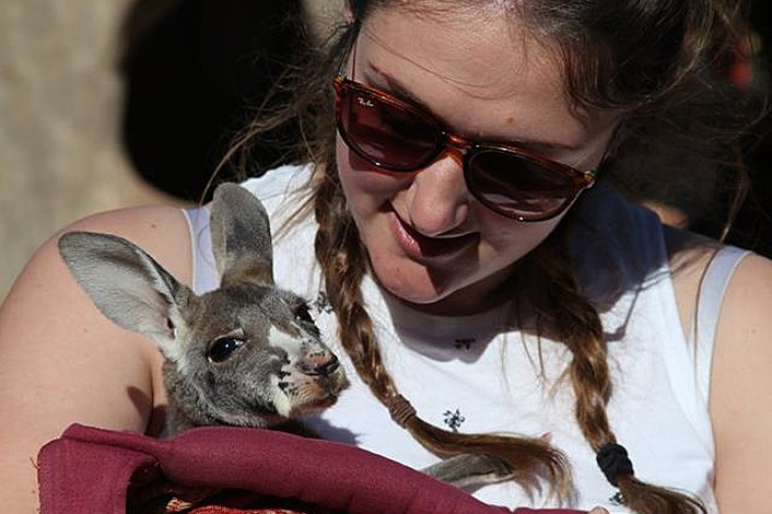 Wildlife encounter with kangaroos