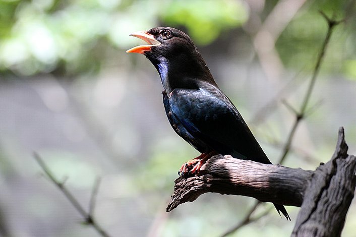 Territory Wildlife Park Songbird