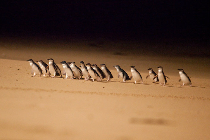 Little Penguins coming ashore