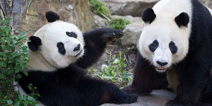 Giant Pandas Wang Wang and Funi