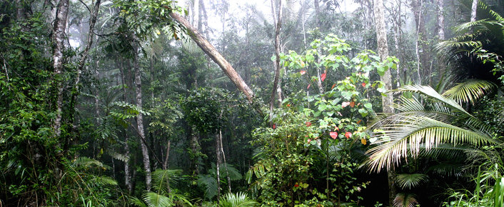 Lush Rainforest