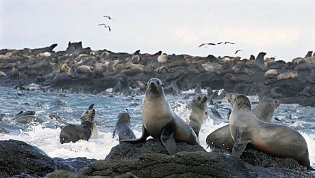 Seal Rocks