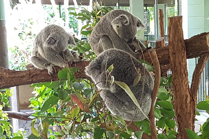 Koala Sleep time