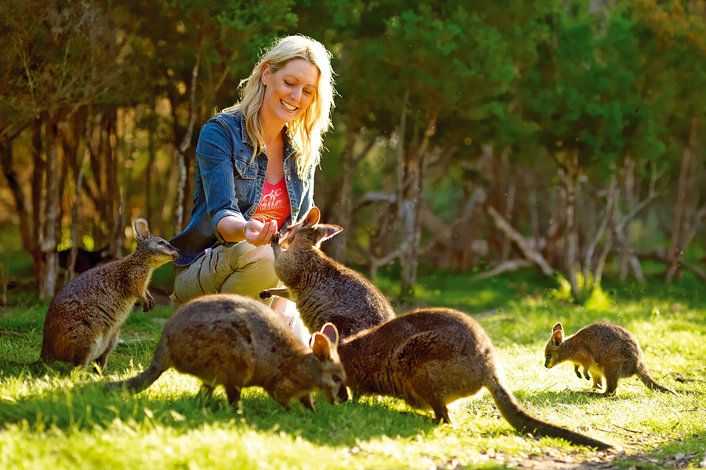 Feed the cute wallies on the Wallaby Walk