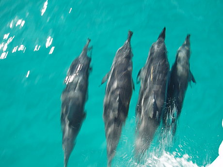 Dolphins off the Bow