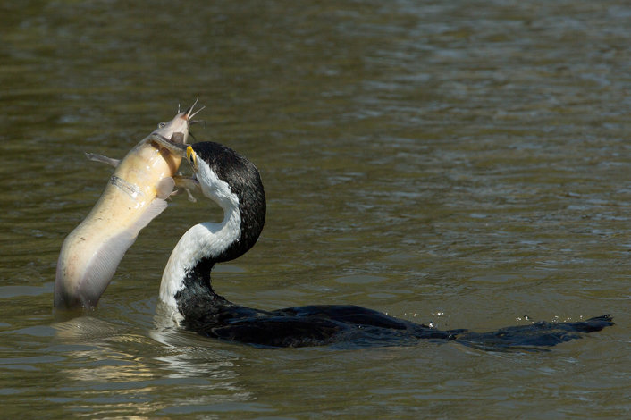 Lunch time for the cormorant