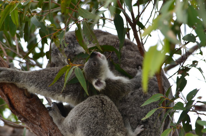 Koalas on Magnetic Island