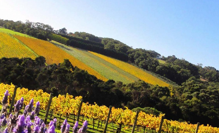 Yarra Valley Food and Wine Day Tour • Tours To Go