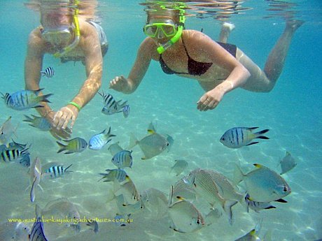 Snorkel with hundreds of sub-tropical fish...