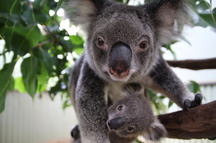 koala and baby in a tree